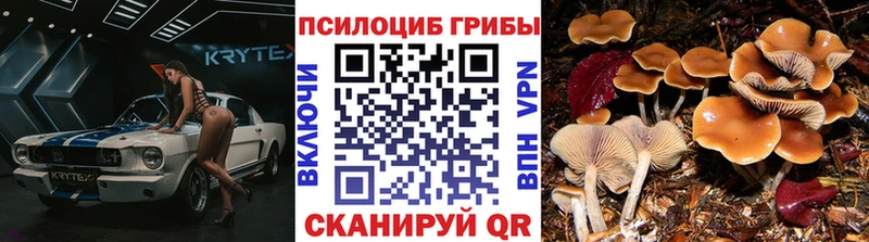 Галлюциногенные грибы Psilocybe  Среднеуральск 